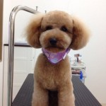 プードル　まろん君２６７